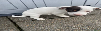 Jack Russell Puppy 2