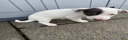 Jack Russell dogs for sale: Working jack russell puppies  - Advert 2