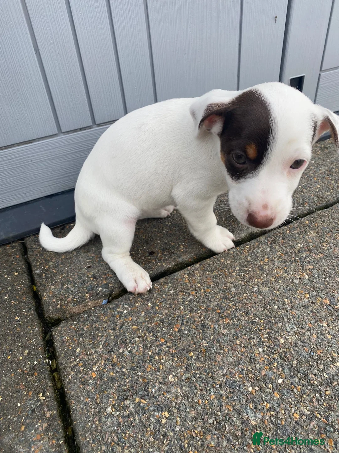 Jack Russell dogs for sale: Working jack russell puppies  - Advert 2
