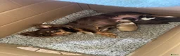 Chihuahua dogs for sale: Long hair chihuahuas  in Battle - Advert 1