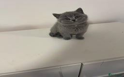British Shorthair cats for sale: Adorable BSH 9 Weeks Old Ready for Forever Homes - Image 4