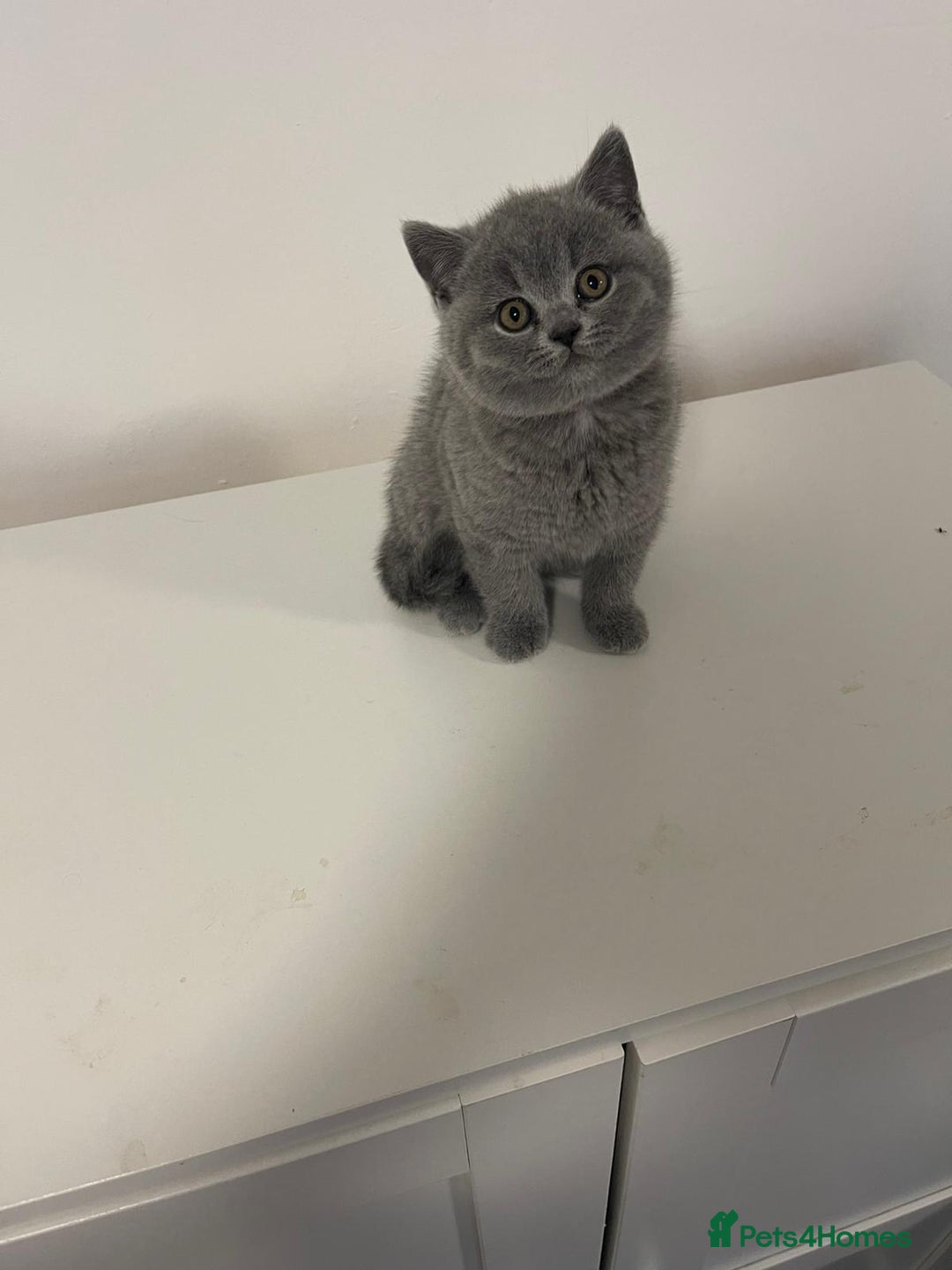British Shorthair cats for sale: Adorable BSH 9 Weeks Old Ready for Forever Homes - Image 4