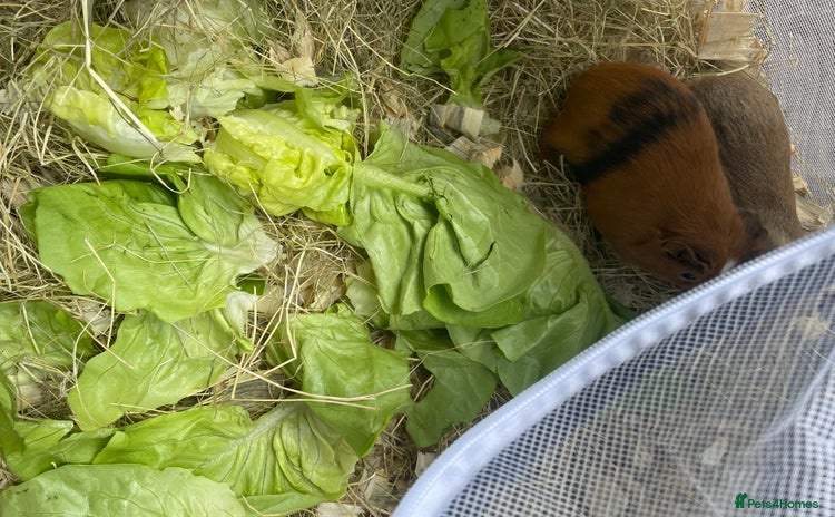 Guinea Pig rodents - Advert 1