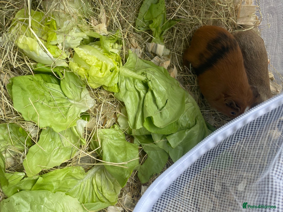 Guinea Pig rodents for sale: Baby guinea pigs - Image 1