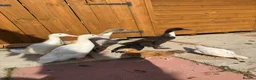 Camel livestock for sale: Runner ducks for sale - Advert 2