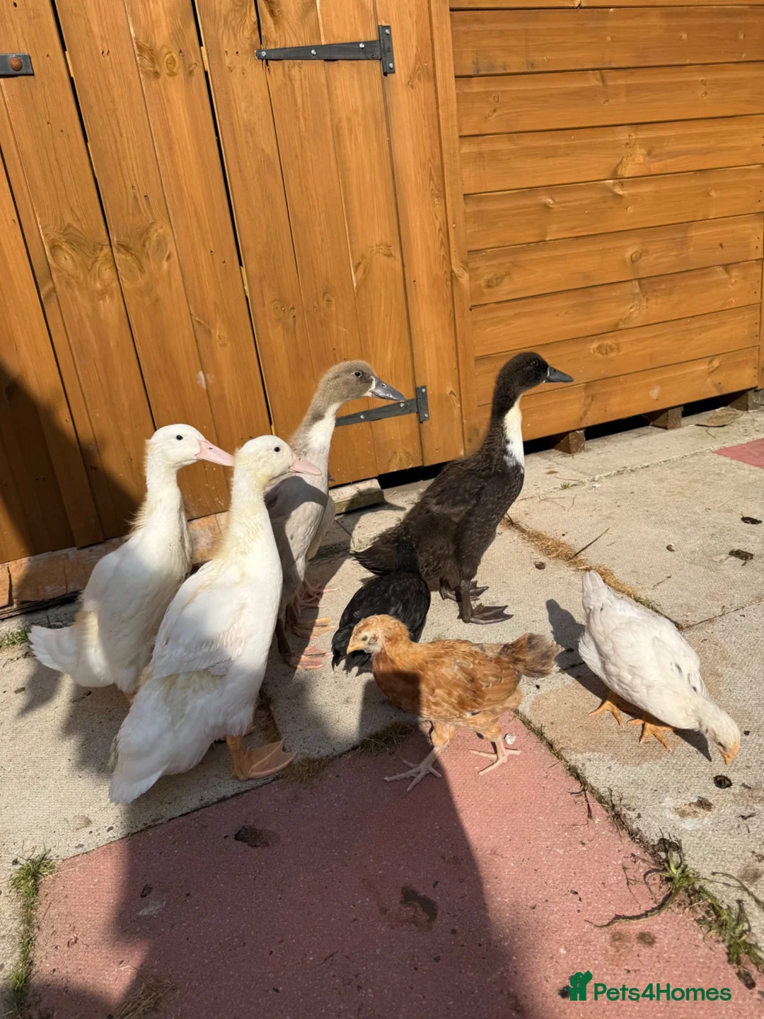 Camel livestock for sale: Runner ducks for sale - Advert 2