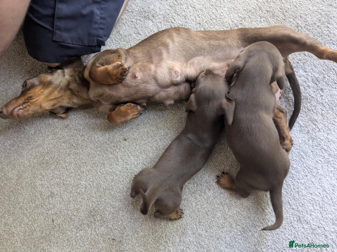 Miniature Dachshund dogs for sale: Smooth haired miniature dachshund  - Image 1