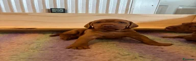 Hungarian Vizsla 2