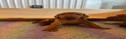 Hungarian Vizsla dogs for sale: Non registered Wire haired Hungarian vizsla pups in Barnsley - Advert 4