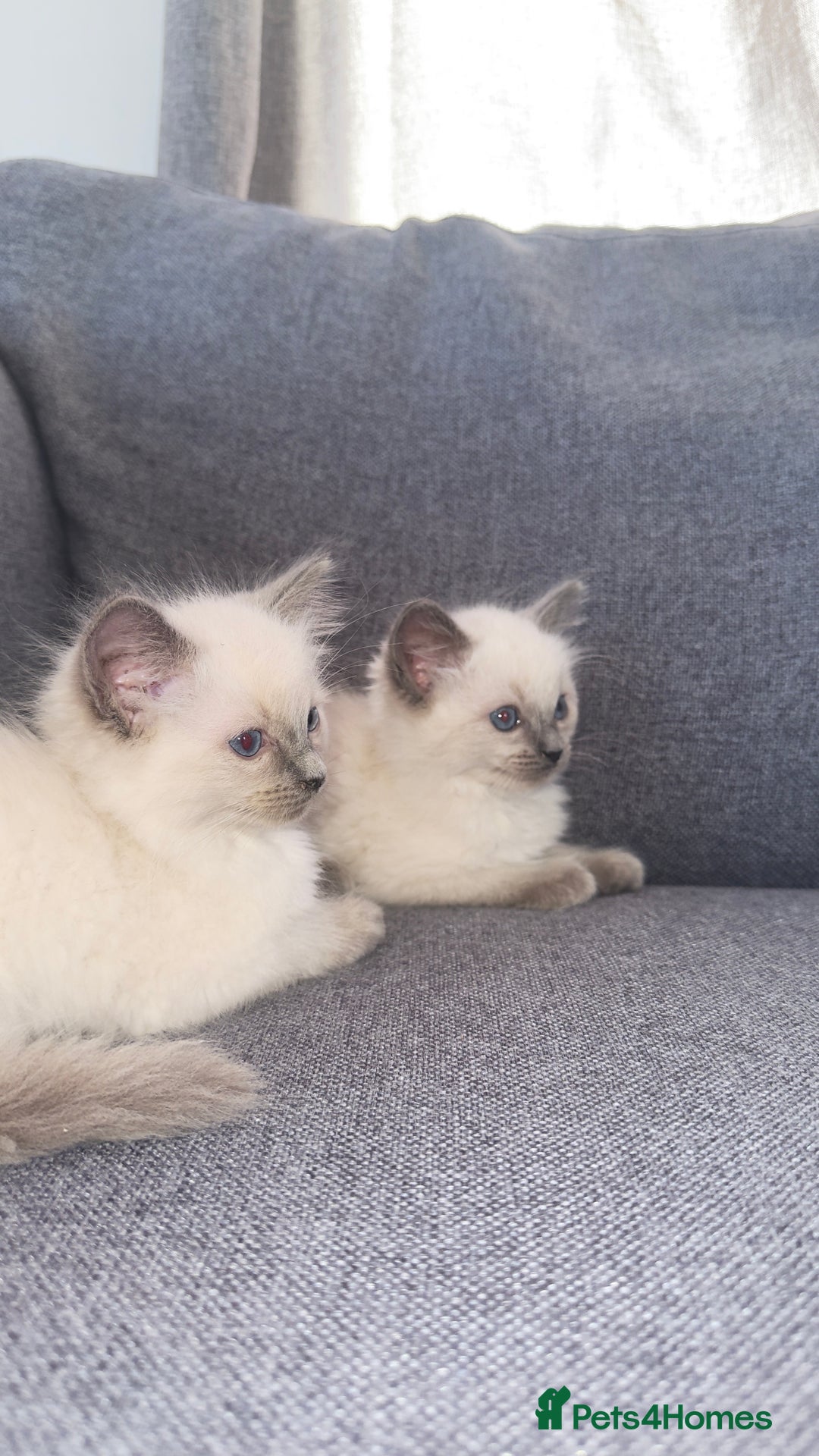 Ragdoll cats for sale: GCCF SEALPOINT RAGDOLL KITTENS - Image 8