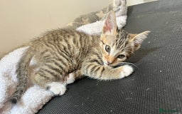 Mixed Breed cats for sale: Pixie bob mixed kittens - Image 7