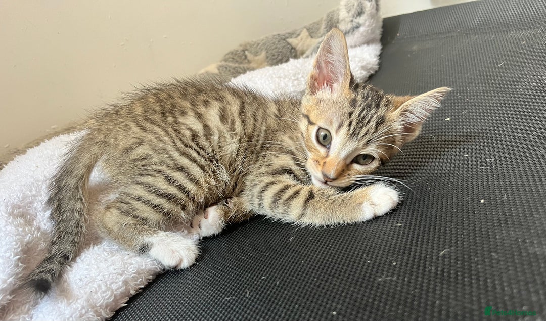 Mixed Breed cats for sale: Pixie bob mixed kittens - Image 7