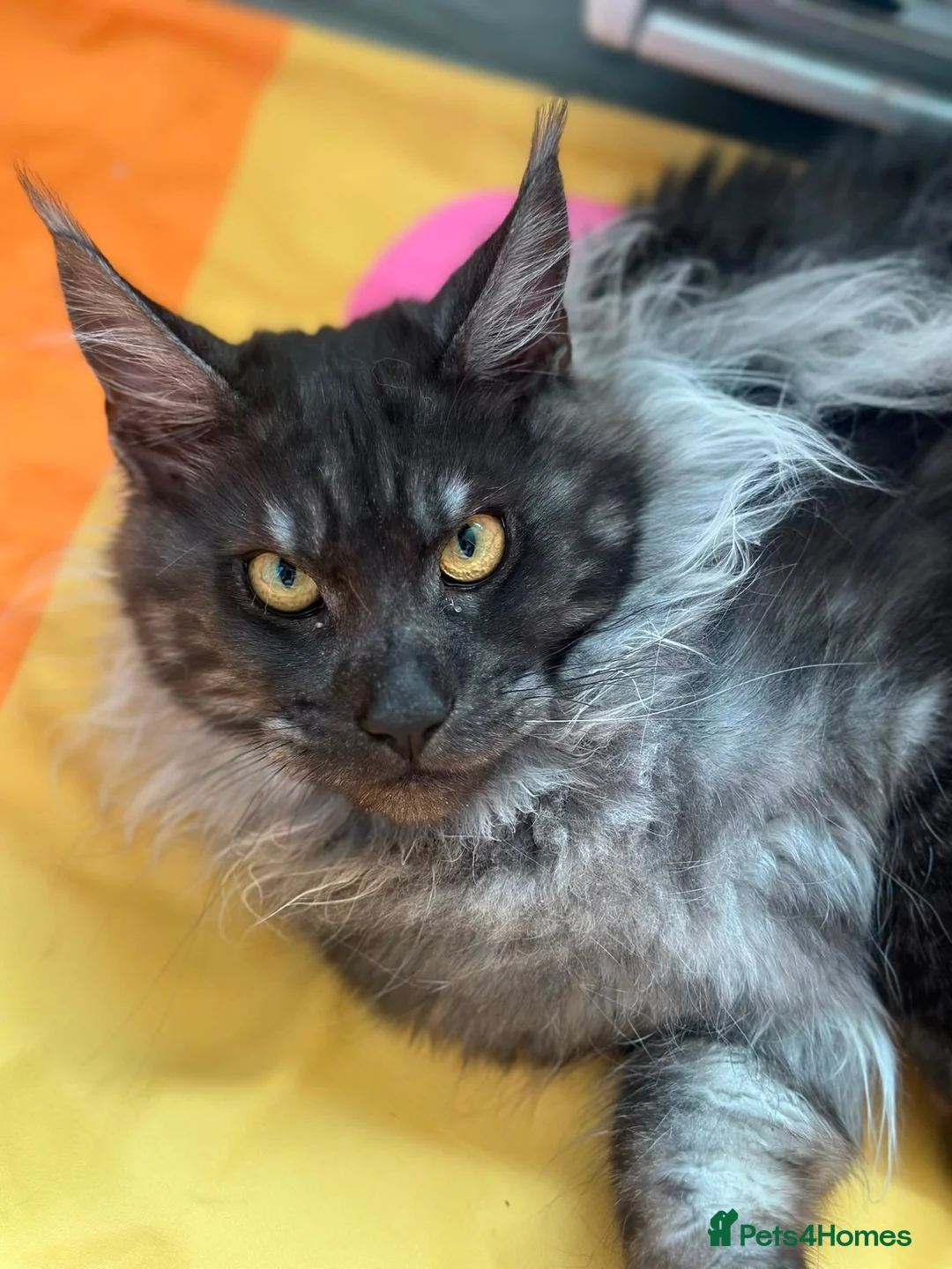 Maine Coon cats for sale: Loki  - Advert 2