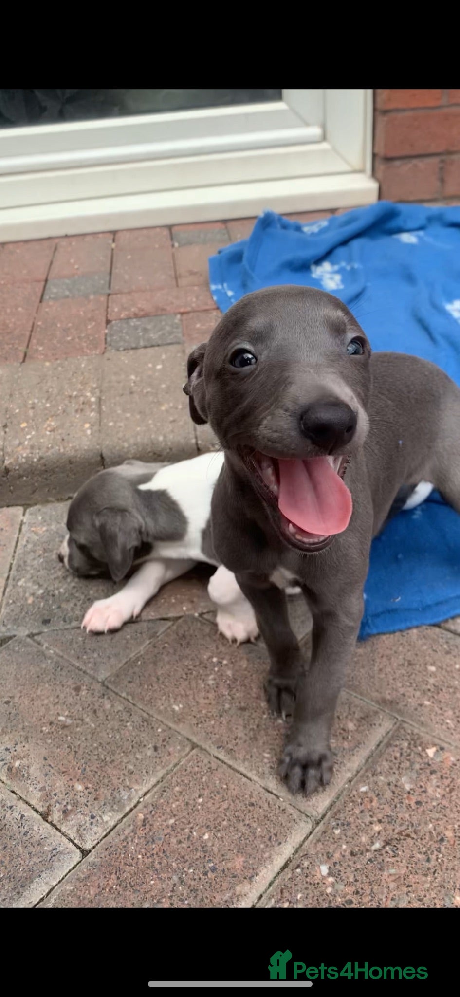Whippet dogs Blue Kennel Club Registered Whippet pups - Advert 1