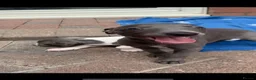 Whippet dogs for sale: Blue Kennel Club Registered Whippet pups - Advert 11