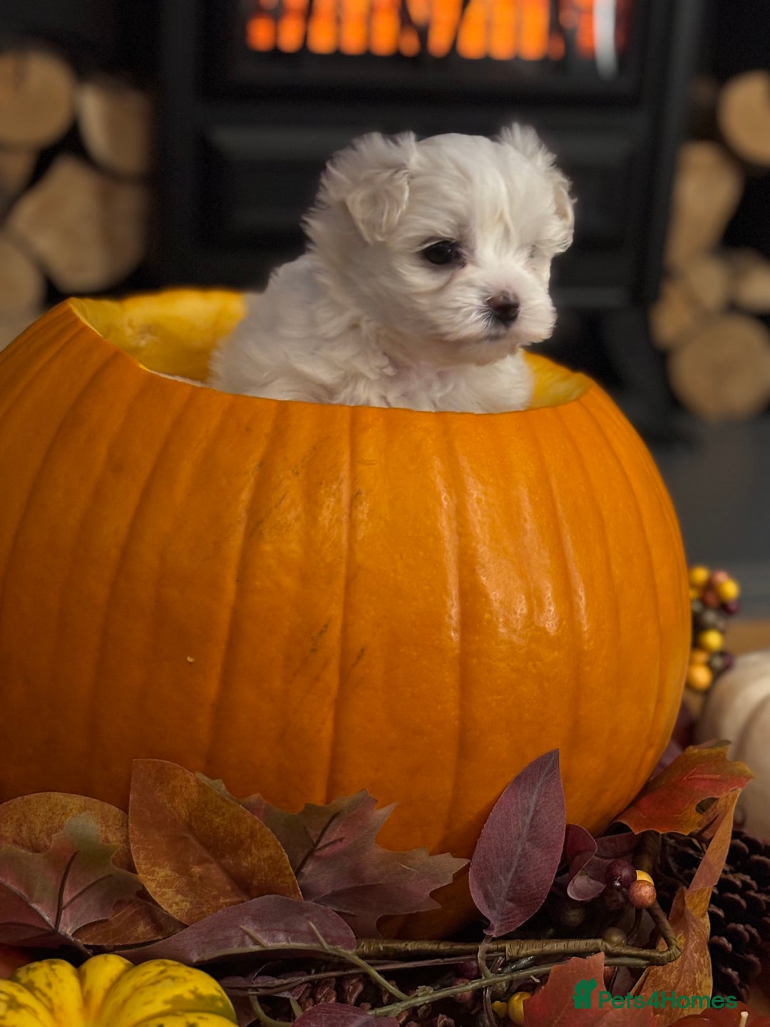 Maltese dogs for sale: ✨Adorable Maltese Puppies – Ready now!   ✨ - Advert 7