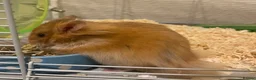 Hamster rodents for sale: Rufus in Washington - Advert 4