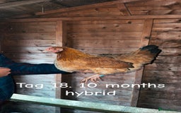 Chickens poultry for sale: Hybrid/ cross breed hens for sale - Image 19