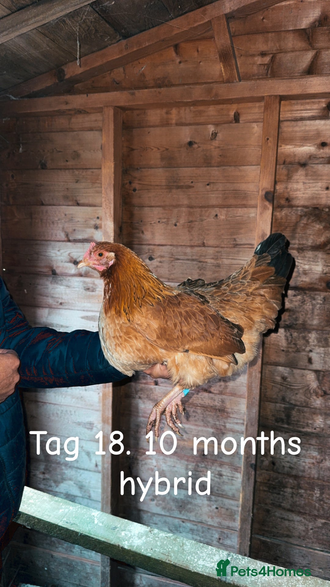 Chickens poultry for sale: Hybrid/ cross breed hens for sale - Image 19