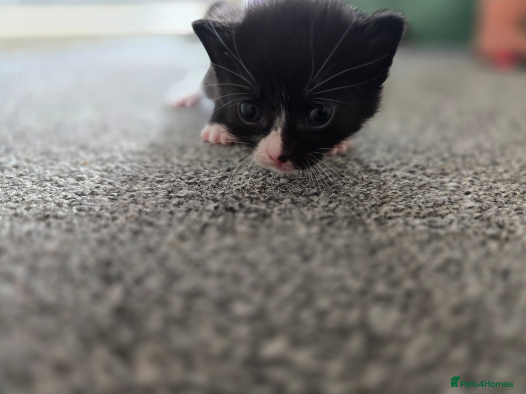 British Longhair cats for sale: 5 beautiful fluffy kittens – 4 girls, 1 boy - Image 12