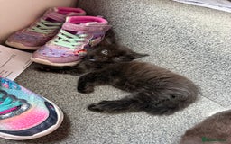 Maine Coon cats for sale: Mixed mainecoons kittens  - Image 14
