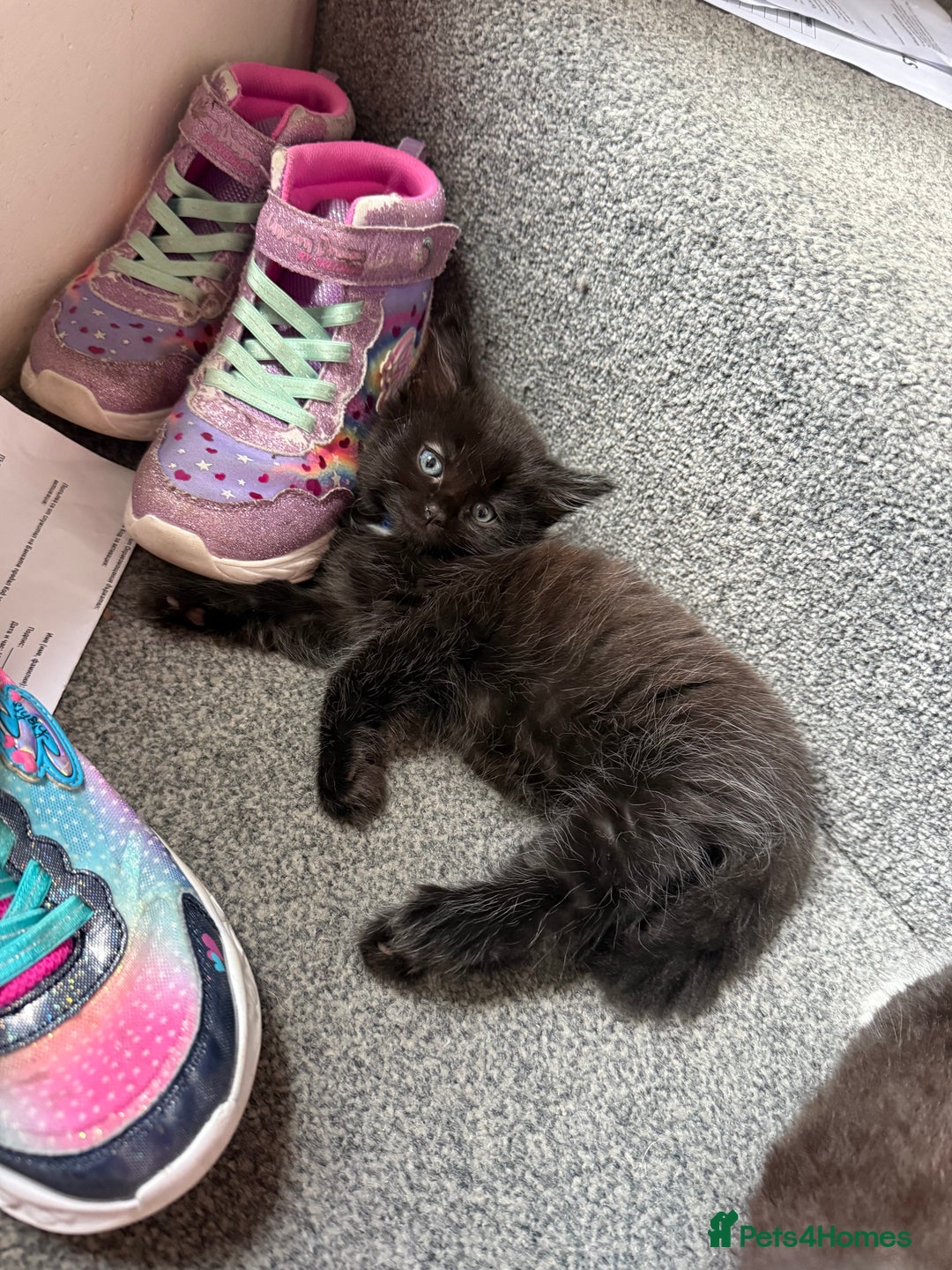 Maine Coon cats for sale: Mixed mainecoons kittens  - Image 14