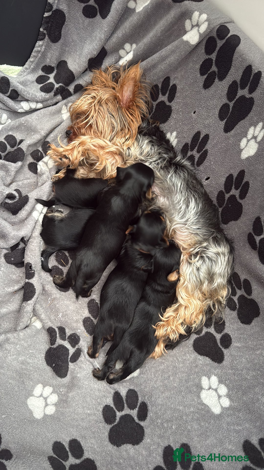 Yorkshire Terrier dogs for sale: Yorkshire terrier puppy  - Advert 18