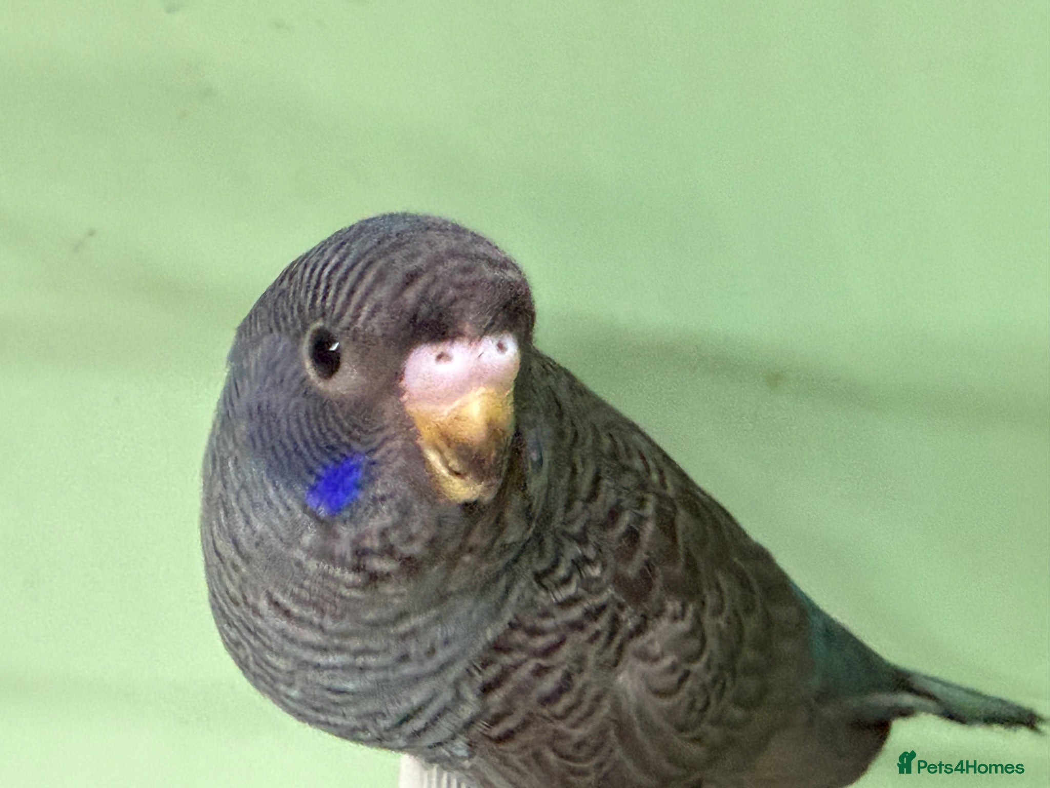 Budgerigars birds Bf/Bw budgie  - Advert 13