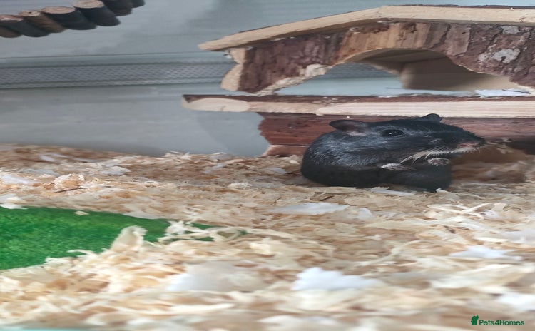 Gerbil rodents - Advert 3