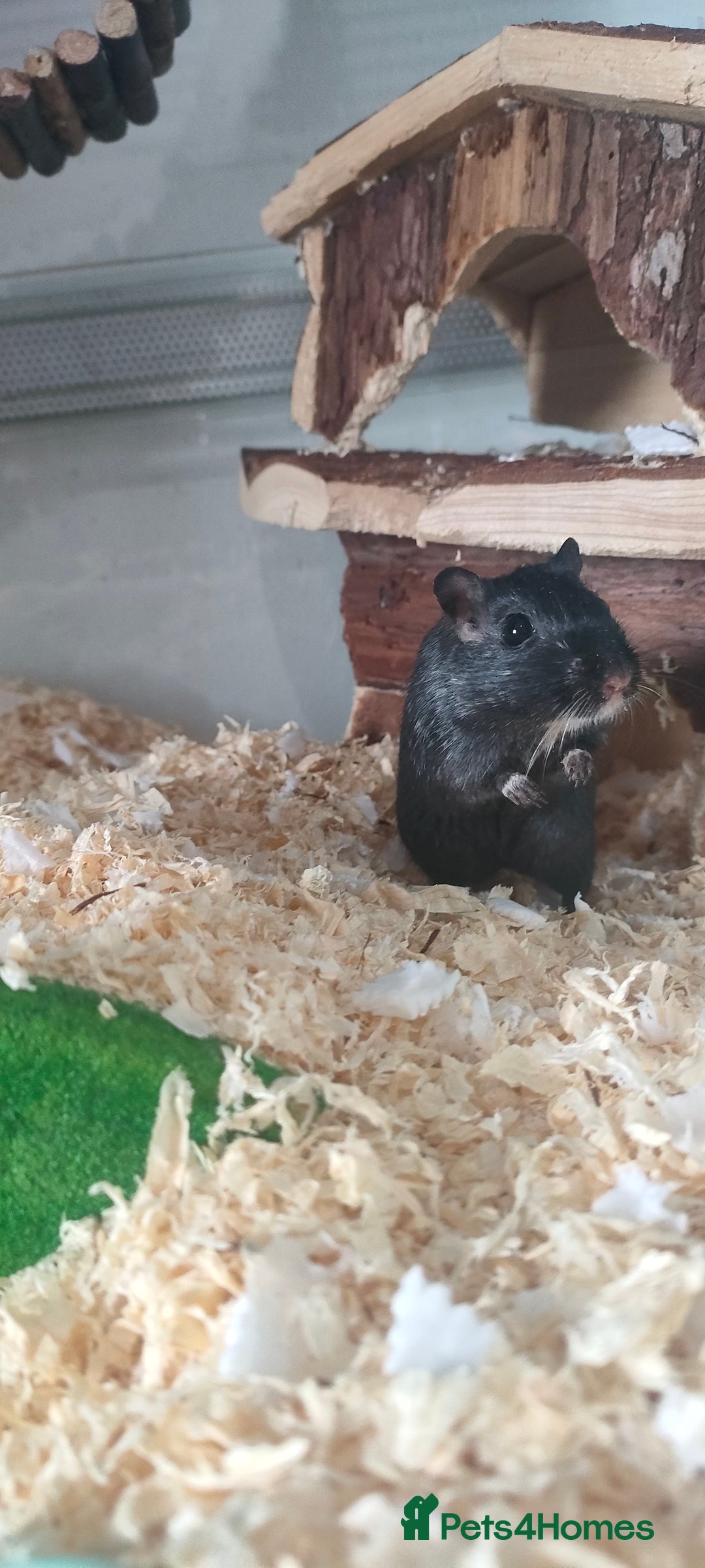 Gerbil rodents for sale: 2x female gerbils - Image 1