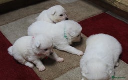 Samoyed dogs for sale: Samoyed puppies - fluff and joy - Image 23