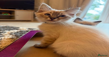 Ragdoll cats - Advert 4