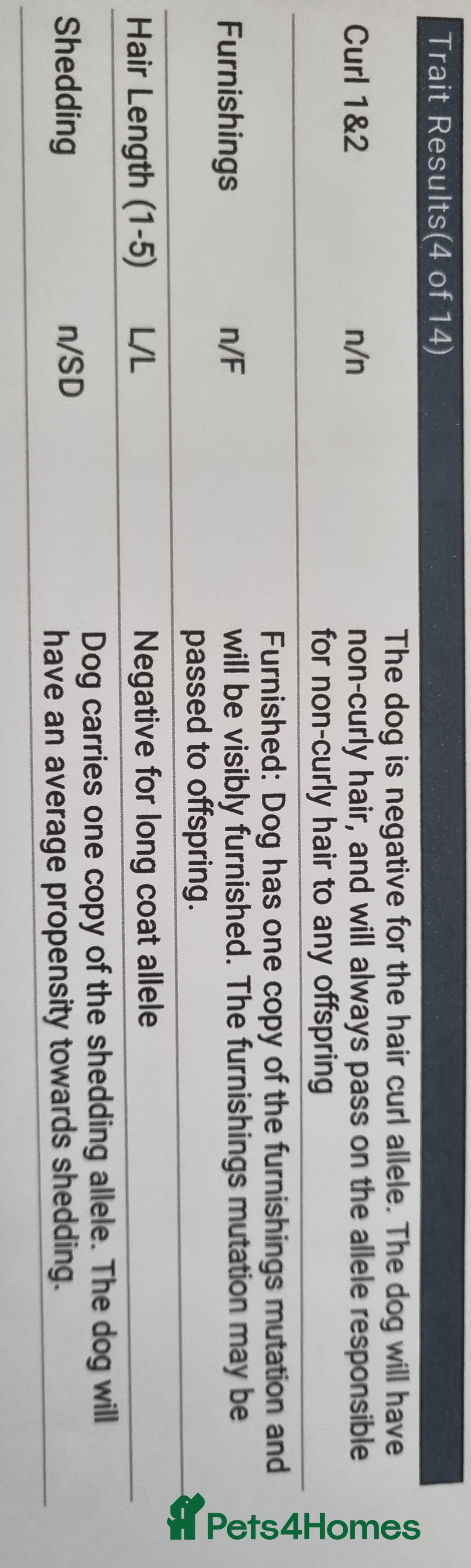 Miniature Dachshund dogs for stud: Wire Haired Dapple Dachshund Stud in Wolverhampton - Advert 5