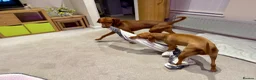 Hungarian Vizsla dogs for sale: Hungarian Vizslas - Advert 10