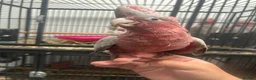 Parrots birds for sale: Hand Reared Cuddly Baby Galah Cockatoos  - Advert 6
