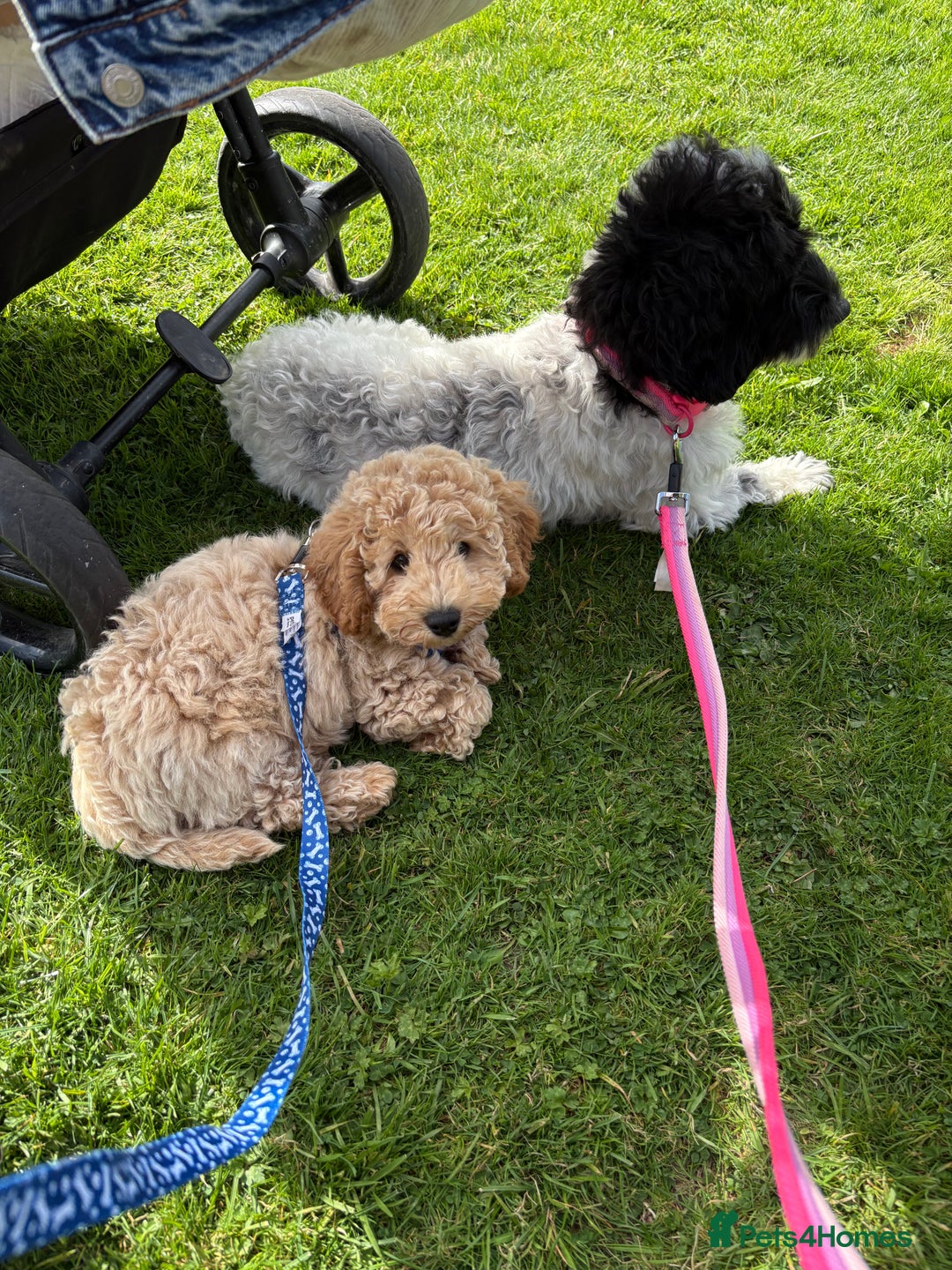 Cockapoo dogs for sale: *** Re-Home *** F1B male cockapoo pup - Advert 7