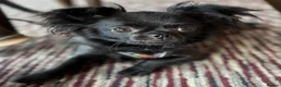 Chihuahua dogs for sale: Beautiful Chihuahua Pups - Last Puppy - Advert 25