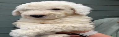 Old English Sheepdog 4