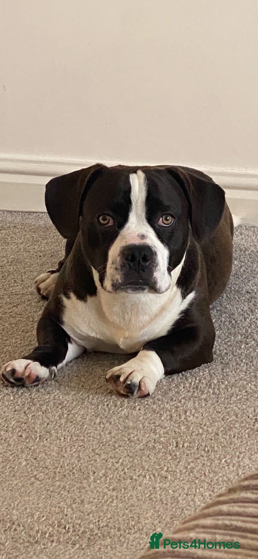 Mixed Breed dogs Beagle x French bulldog stud - Advert 1