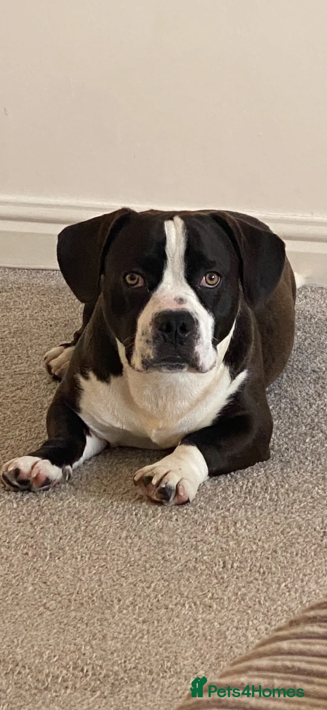Mixed Breed dogs for stud: Beagle x French bulldog stud - Advert 1