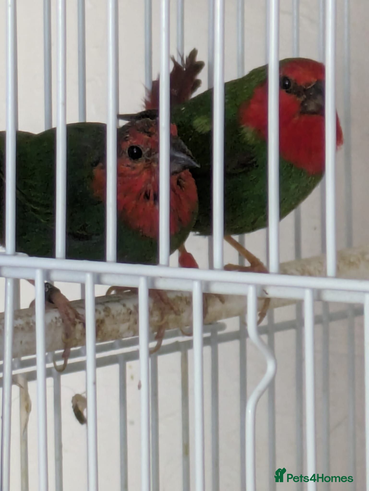 Finches birds Proven pair parrot finches  - Advert 1