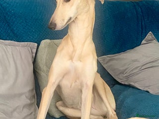 Mixed Breed dogs 4 year old lurcher for sale - Advert 1