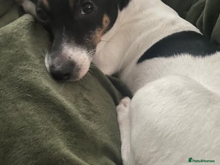 Jack Russell dogs Jack Russell Puppies - Advert 1