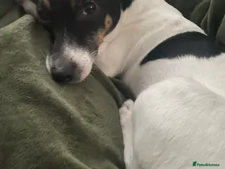 Jack Russell dogs Jack Russell Puppies - Advert 3