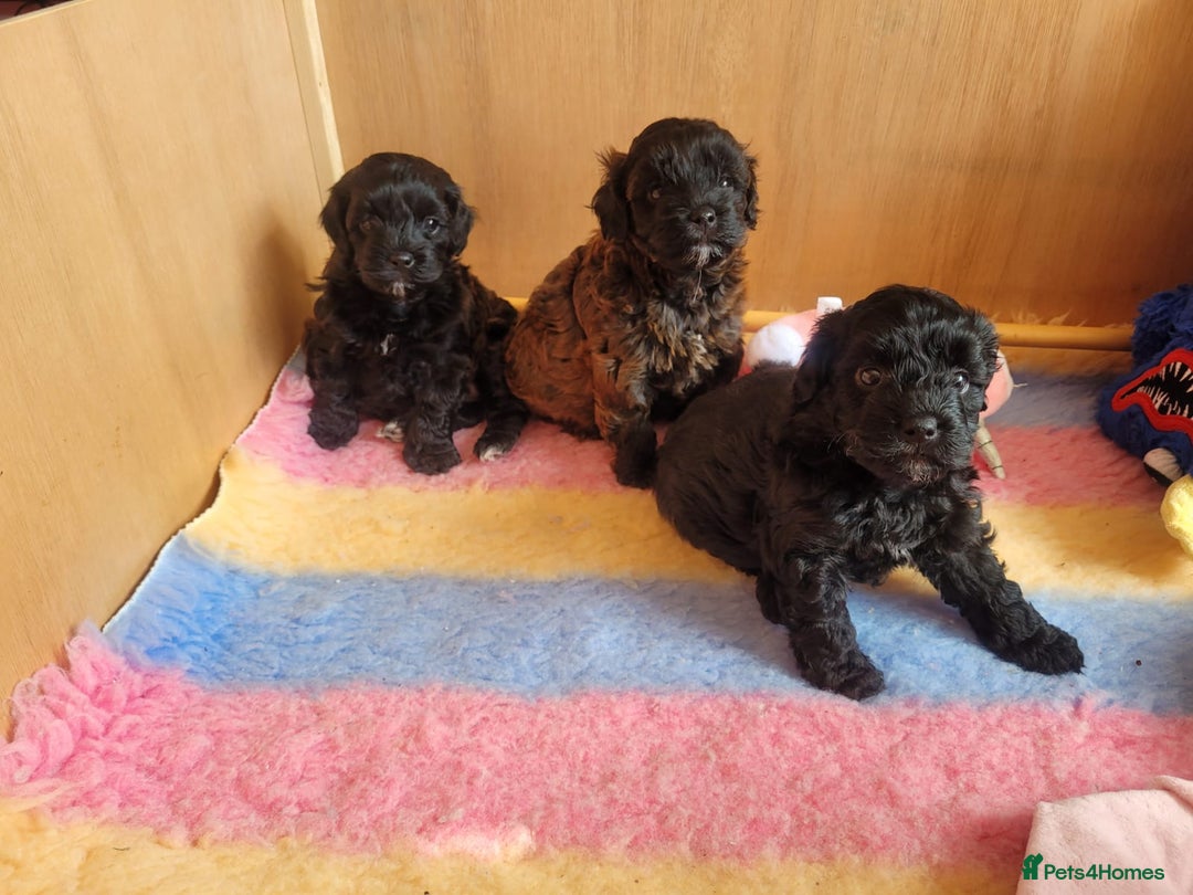 Miniature Poodle dogs for stud: Stunning proven KC health tested Red Stud in Reading - Image 14