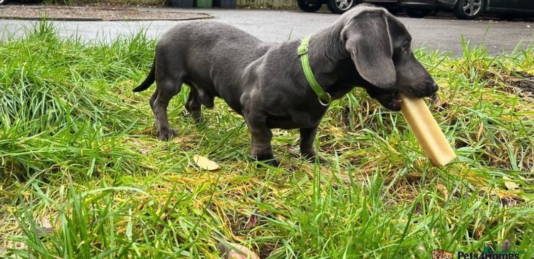 Miniature Dachshund dogs for stud: KC REG BLUE STUD EXTENSIVELY HEALTH TESTED  in Kidderminster - Image 9