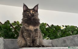 Maine Coon cats for sale: TICA 5 GEN PEDIGREE DNA TESTED  - Image 19