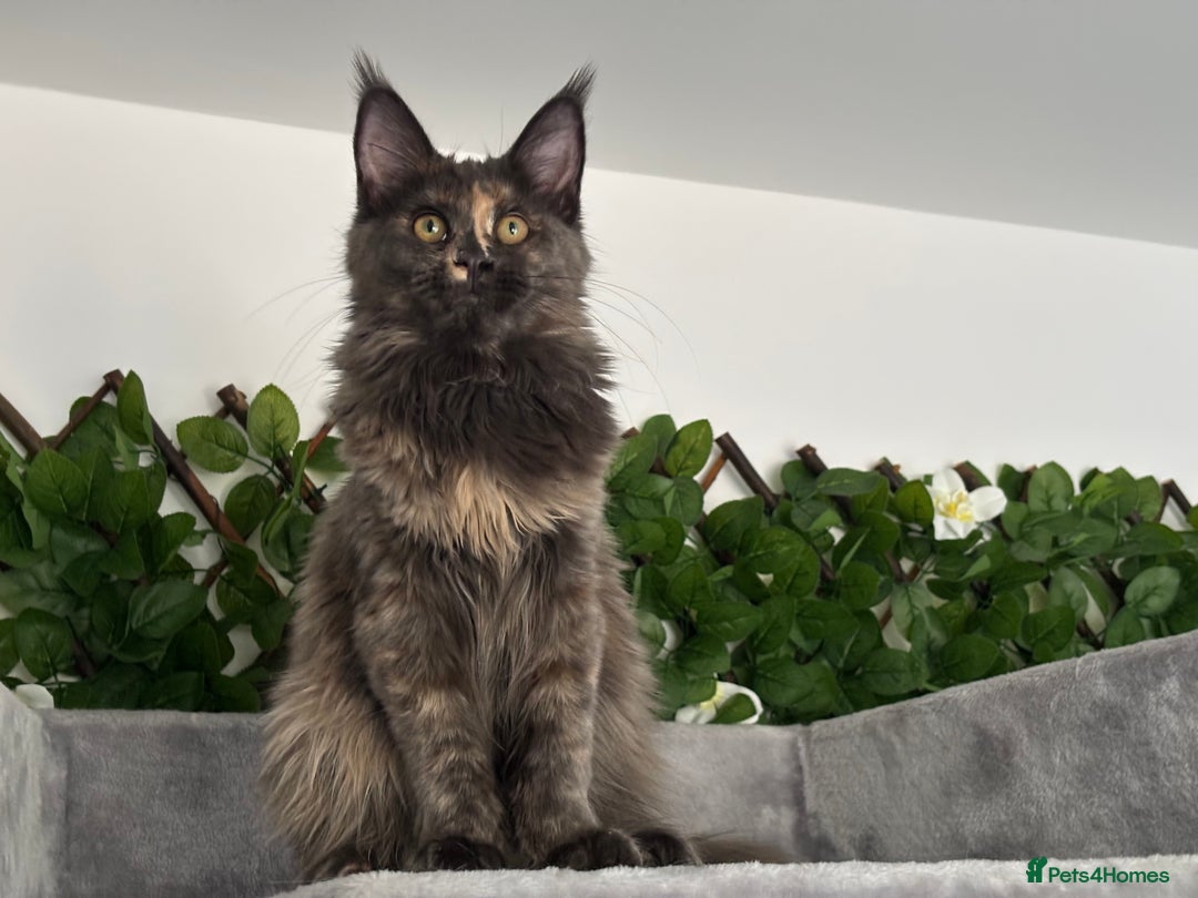 Maine Coon cats for sale: TICA 5 GEN PEDIGREE DNA TESTED  - Image 19