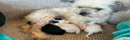 Mixed Breed dogs for sale: Little boy for sale  - Advert 4