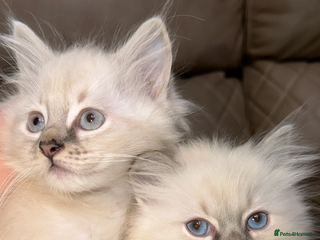 Ragdoll cats for sale: Two ragdoll boys for sale - Advert 2